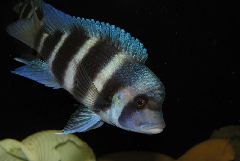 Cyphotilapia gibberosa 'Ikola'